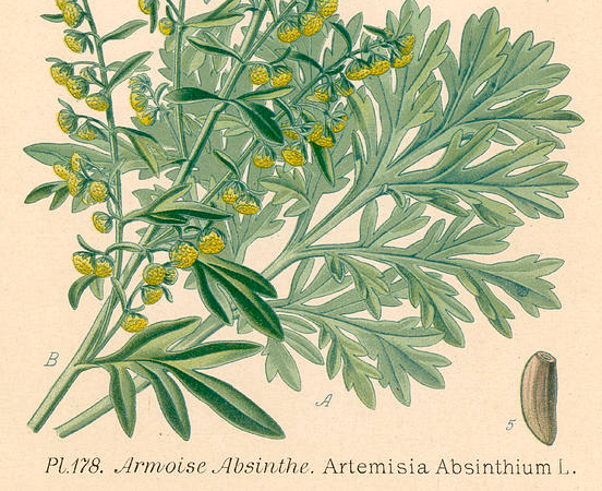 Botanical illustration of Artemisia absinthium, the wormwood from which vermouth takes its name